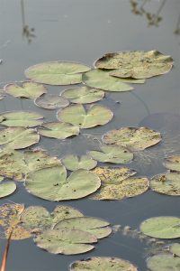 …. ist ganzheitliches Coaching